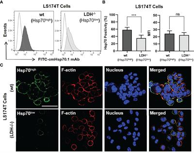 CAR T Cells Targeting Membrane-Bound Hsp70 on Tumor Cells Mimic Hsp70-Primed NK Cells